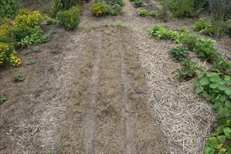 Organic garden mulched