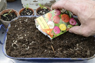 Sowing of zinnia
