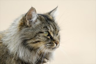 Norwegian Forest Cat