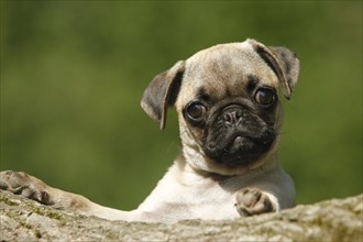 Pug