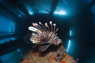 Lionfish under a jetty