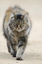 Norwegian Forest Cat