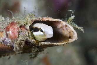 Mimicry sabre-tooth blenny
