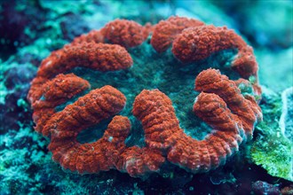 Fluorescent umbelliferous coral