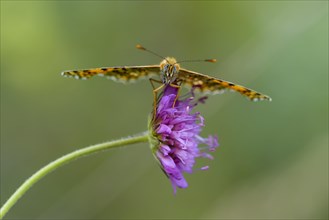 Knapweed fritillary