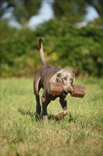 Weimaraner with a dog toy in his mouth