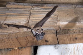 Lesser horseshoe bat