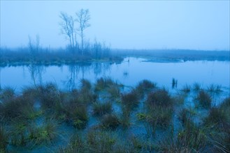 Moor at the blue hour