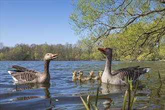 Greylag geese