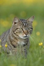 Tabby house cat in meadow