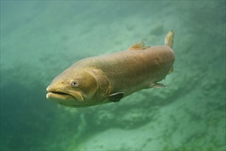 Danube salmon