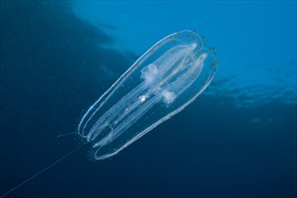 Iridescent ribbed jellyfish