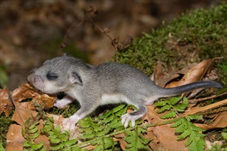 Edible dormouse