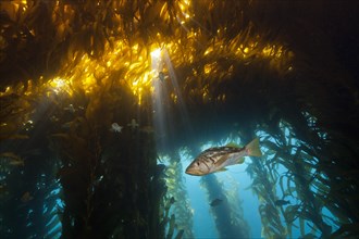 Kelp perch in kelp forest