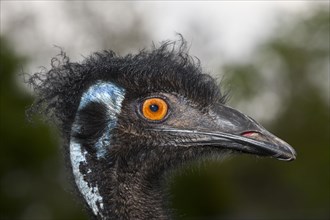 Head of an emu