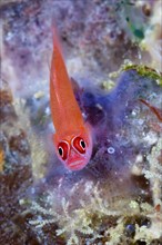 Ring-necked goby