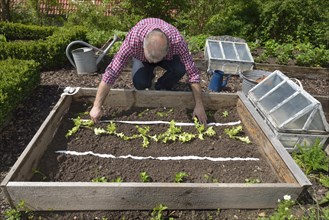 Planting vegetable patch with seed tape