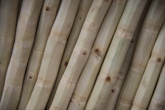 Peeled Bamboo stems at a market