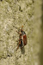 May bug on oak trunk