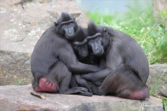 Celebes Crested Macaques