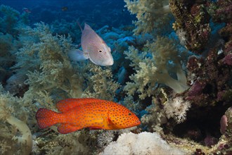 Coral Grouper and Lyretail Grouper