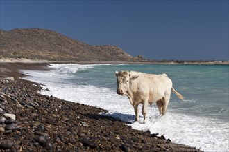 Cattle on the beach of Cabo Pulmo