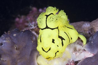Yellow neon star snail