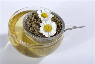 Cup of butterwort tea
