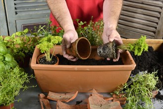 Planting of plant pots with herbs