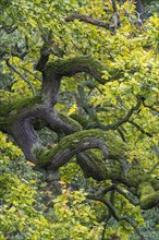 Old Oak