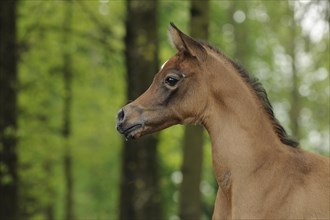 Arabian thoroughbred