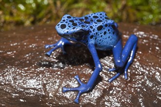Blue blue poison arrow frog