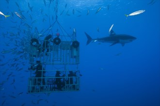 Cage diving with great white shark