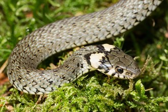 Grass Snake