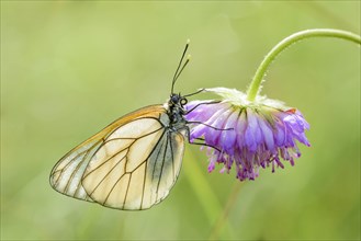 Black-veined white fire butterfly