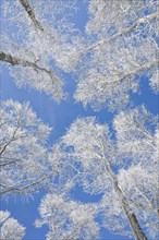 Tree tops of deep snow covered beech forest against blue sky in Neuchatel Jura