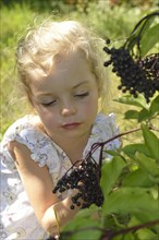 Girl harvesting elderberries