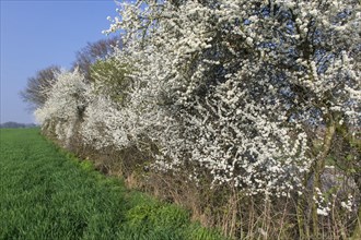Flowering sloe hedge at the edge of the field
