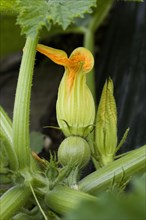 Flower of zucchini