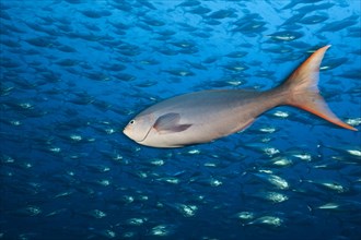 Pacific creolefish
