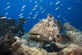 Malabar grouper