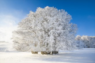 Huge beech tree covered with deep snow under blue sky