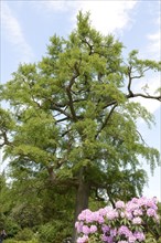 Maidenhair tree