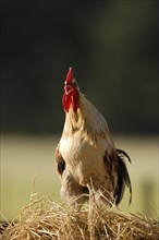 Domestic cock