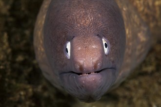 White-eyed moray eel