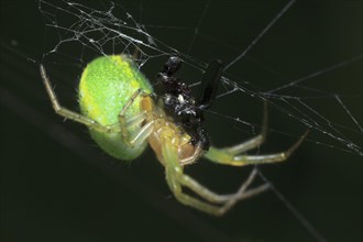 Cucumber green spider