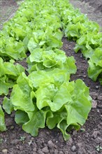 Vegetable bed with lettuce