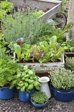 Various herbs in old bowls and cups