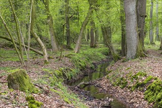 Deciduous forest