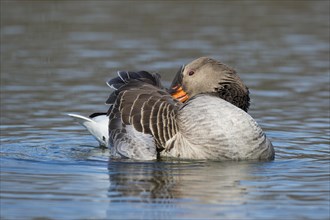 Greylag goose